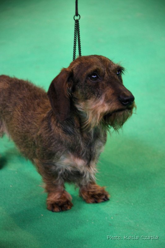 Crufts2010 451.jpg